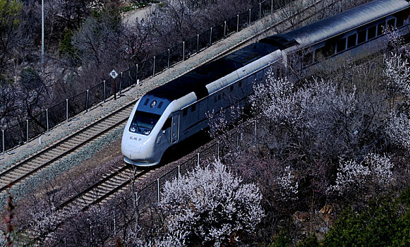 一列火车从北京居庸关长城脚下的花海中驶过
