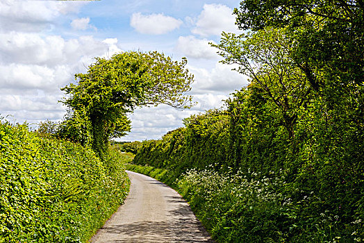 乡村道路,树篱,康沃尔,英格兰,英国