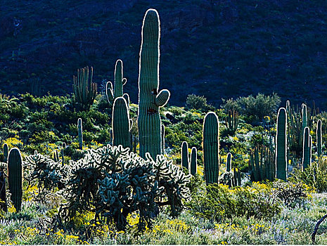 仙人掌,管风琴仙人掌国家保护区,亚利桑那,美国