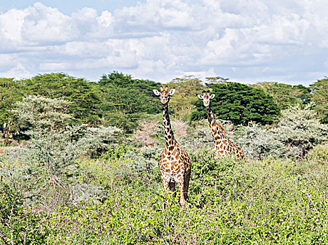 长颈鹿,马赛长颈鹿,国家公园,肯尼亚,非洲,大幅,尺寸