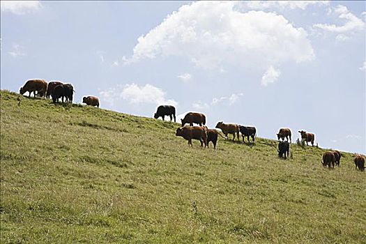 牧群,母牛