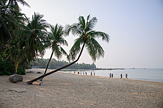 海边椰树沙滩