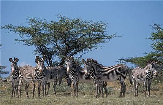 斑马,细纹斑马,肯尼亚,非洲