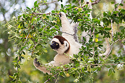 马达加斯加狐猴,维氏冕狐猴,觅食,树上,贝伦提保护区,马达加斯加
