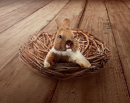 可爱,复活节兔子,室内,窝