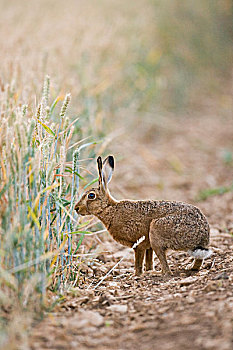 欧洲野兔,成年,站立,边缘,麦田,牛津,英格兰,英国,欧洲
