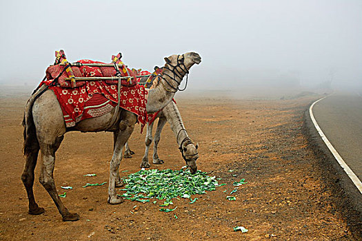 一对,骆驼,吃,孟买,印度