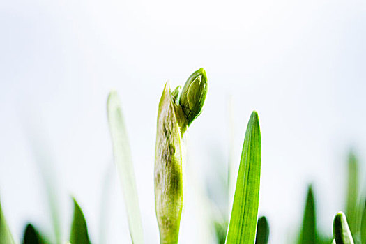 水仙,叶子,花苞,水仙花