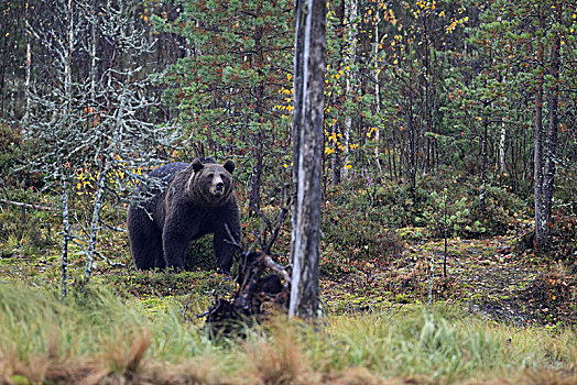 欧洲,芬兰,棕熊,熊
