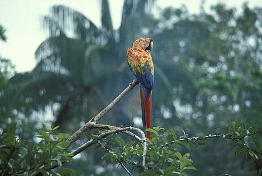 亚马逊河,雨林,金刚鹦鹉