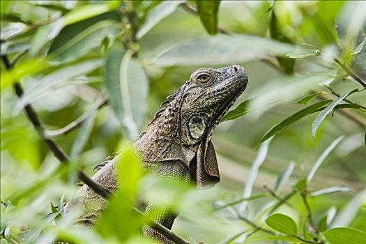 绿鬣蜥,低地,雨林,哥斯达黎加