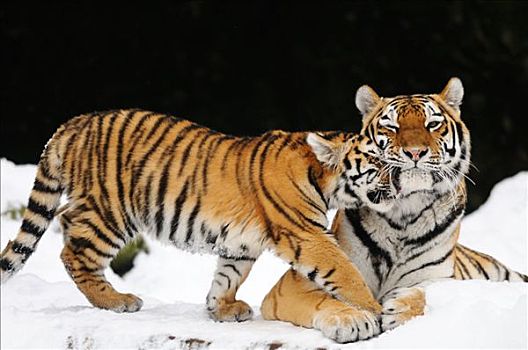 西伯利亚虎,东北虎,幼兽,雪中