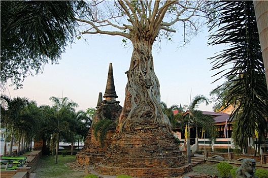 菩提树,古老,塔,大城府,泰国