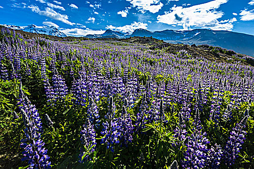 特写,春花,山,背景,斯卡夫塔菲尔国家公园,冰岛