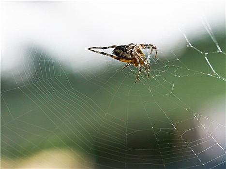 欧洲女性,园蛛,蜘蛛网,户外