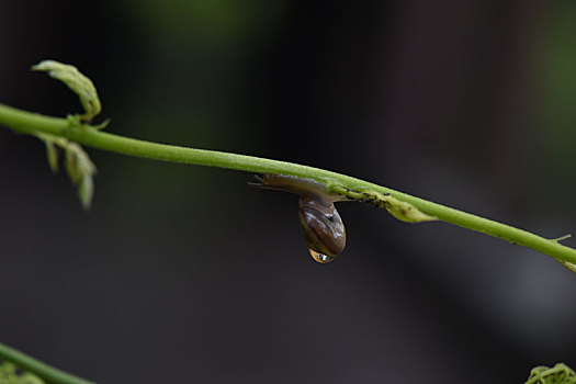 美丽的蜗牛