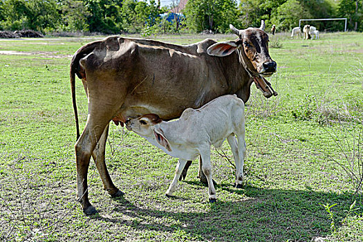 家牛,母牛,吸吮,幼兽,草地,泰国,亚洲