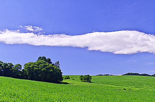 草,山,云,蓝天