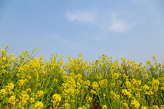 油菜花