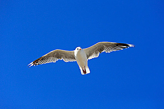 银,海鸥,飞,南澳大利亚州,澳大利亚,大洋洲