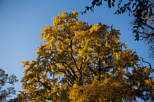 金黄色的冬日千年银杏树