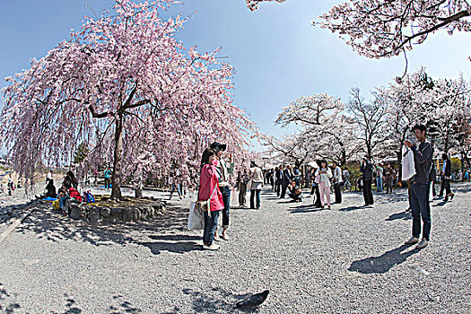 樱花,岚山,公园,京都,日本