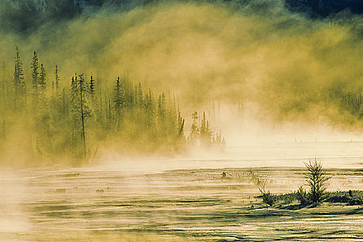 河,通过,树林,日出,阿萨巴斯卡河,碧玉国家公园,艾伯塔省,加拿大