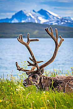 驯鹿,卧,草丛,湖,特罗姆瑟,挪威