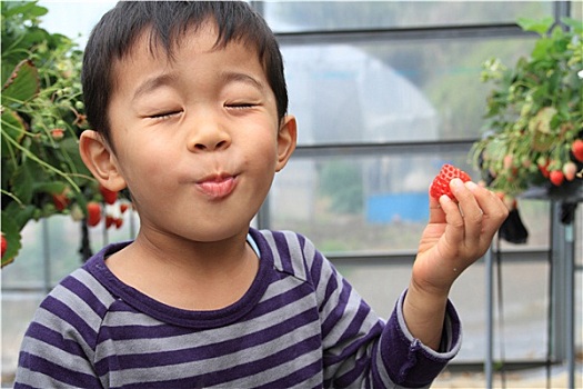 日本人,男孩,草莓