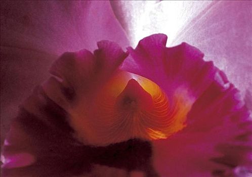 粉花,兰花,闭合,紫罗兰