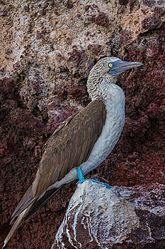 加拉帕戈斯群岛悬崖边的蓝脚鲣鸟