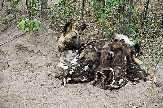 非洲野狗,非洲野犬属,母亲,吸吮,五个,星期,老,幼仔,北方,博茨瓦纳