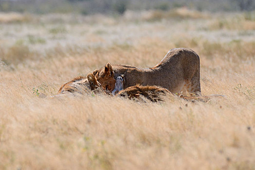 非洲狮,狮子,三个,幼兽,雄性,进食,死,跳羚,埃托沙国家公园,纳米比亚,非洲