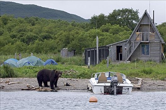 棕熊,靠近,人,营地,堪察加半岛,俄罗斯