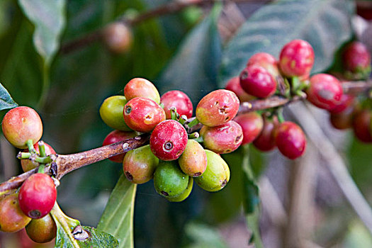 危地马拉,安提瓜岛,咖啡种植园,博物馆,咖啡,红色,咖啡豆,植物