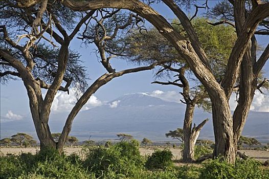 肯尼亚,安伯塞利国家公园,乞力马扎罗山,框架,大,金合欢树,刺槐