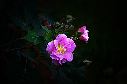 美丽的芙蓉花,木芙蓉,拒霜花,木莲,地芙蓉,华木