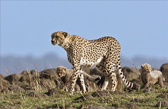 肯尼亚,印度豹,幼兽,马赛马拉国家保护区