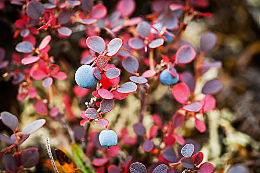蓝莓,秋色,靠近,河,布鲁克斯山,阿拉斯加,美国