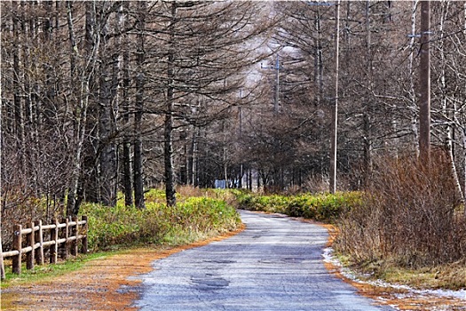 人行道,松树,树林