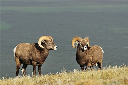 绵羊,靠近,湖,碧玉国家公园,艾伯塔省,加拿大