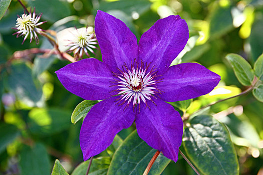 花,紫罗兰,铁线莲
