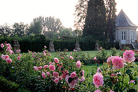 粉红玫瑰,花园,德国