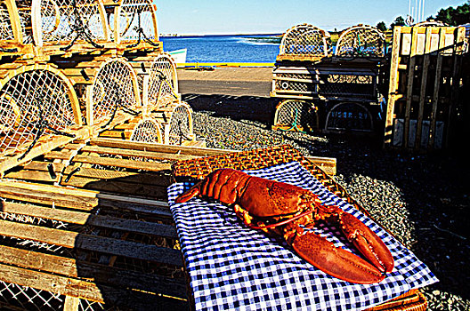 烹饪,龙虾,码头,爱德华王子岛,加拿大