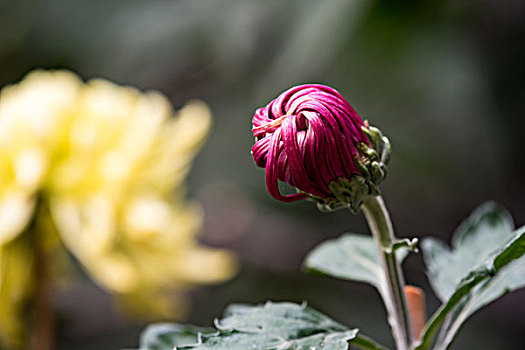 菊花特写