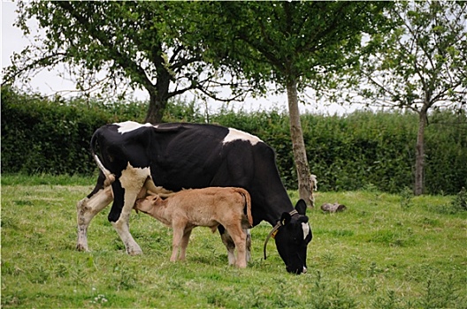 奶牛,年轻,幼兽