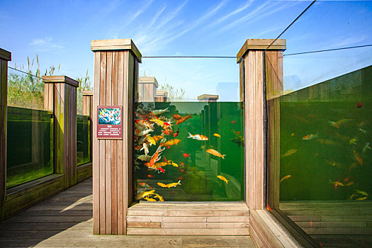 淡水鱼,鱼,玻璃,景观,观赏,鱼缸
