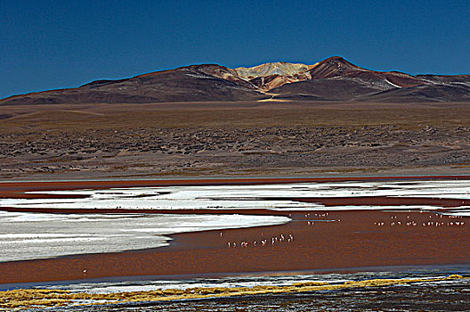 智利,泻湖,盐,火烈鸟,山峦,背影