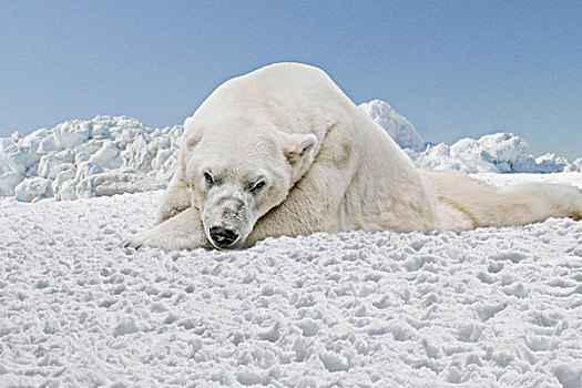 北极熊,躺下,看镜头