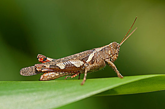 蝗虫,泰国,亚洲